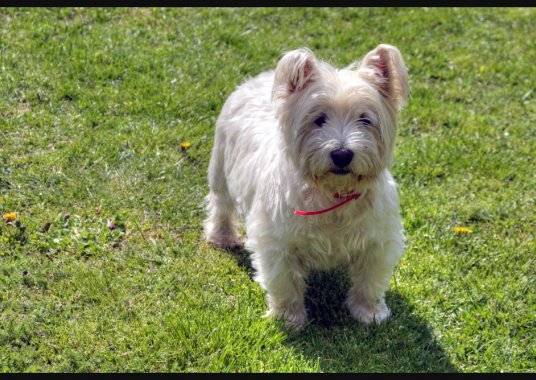 #42. Dandie Dinmont terrier